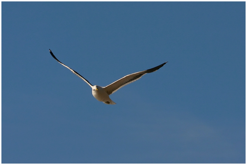 04 - Presqu'ile d'Otago (8).jpg